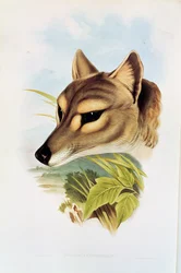 Lobo da Tasmânia ou tigre (cynocephalus thylacinus)